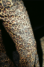 Superstar Cheetah Denim
